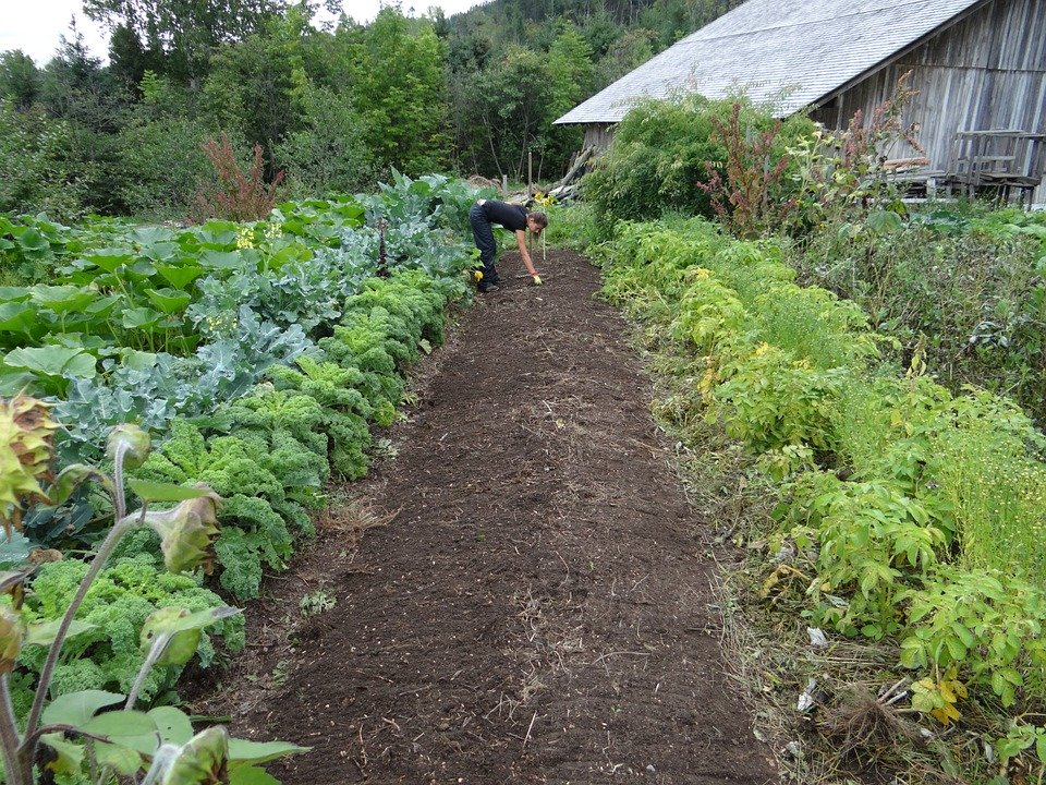 Comment Bien D Marrer Son Potager